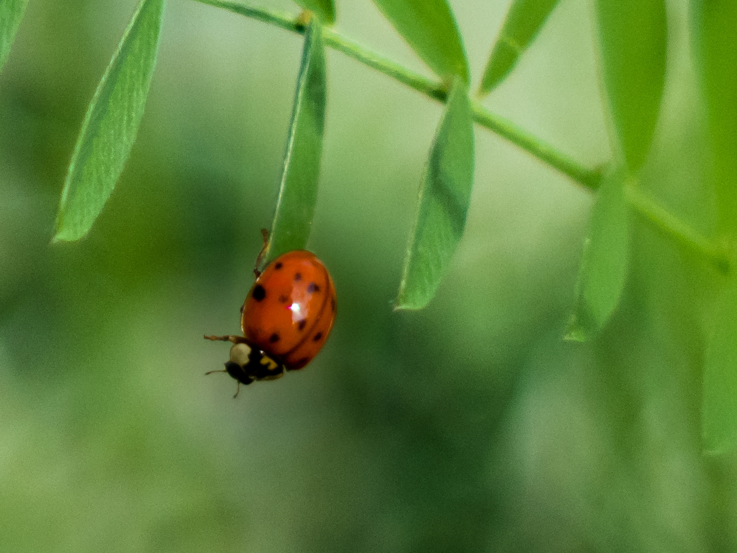 Im Garten