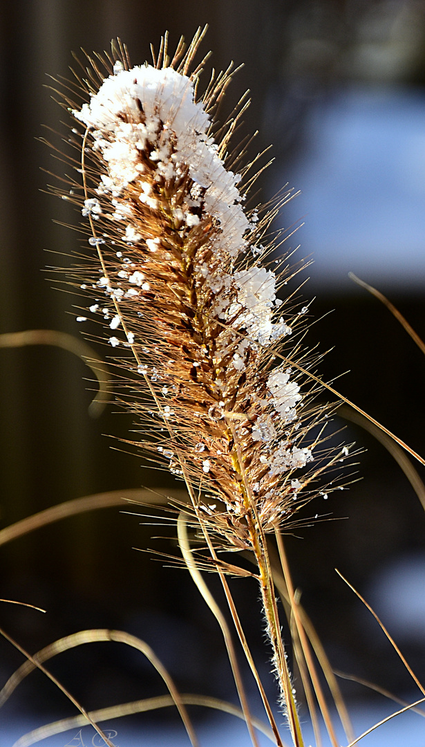 Im Garten!