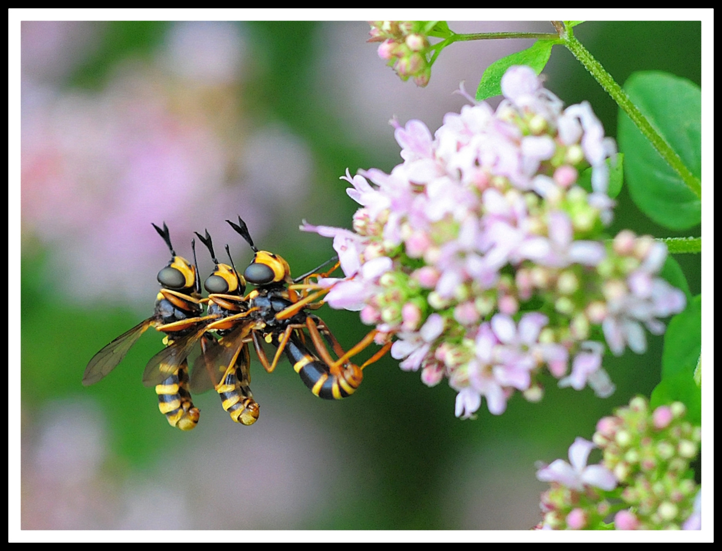 IM GARTEN 5