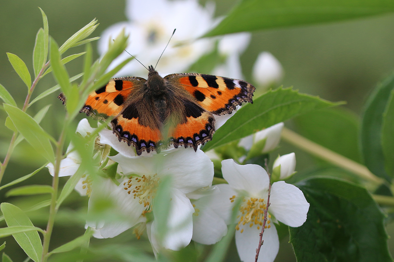 Im Garten