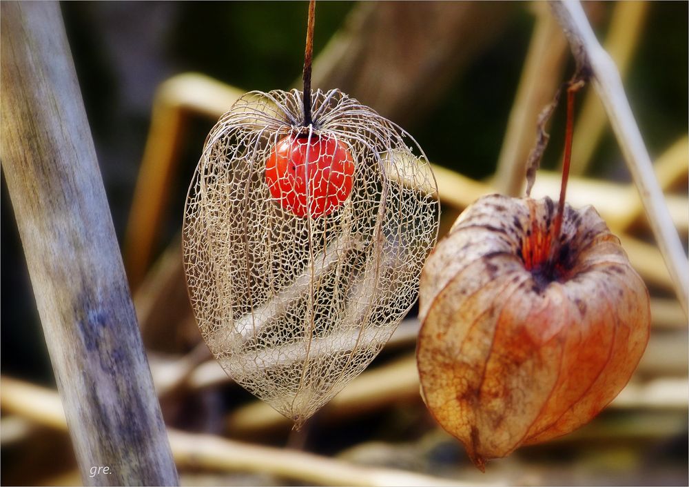 Im Garten