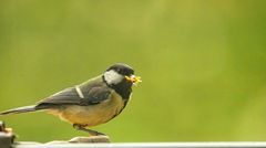 im Garten