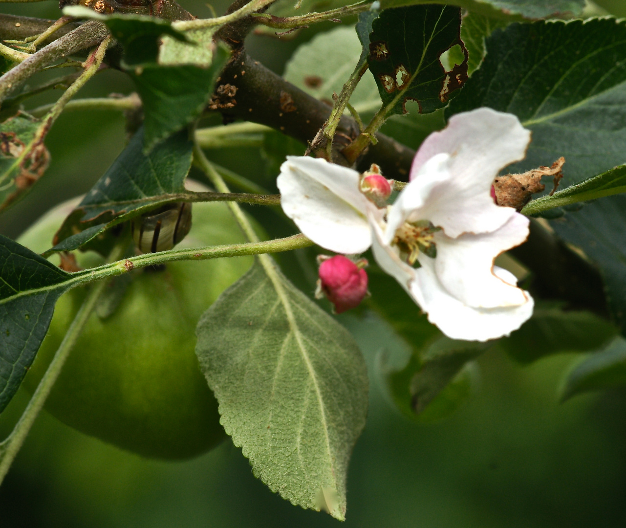 im Garten