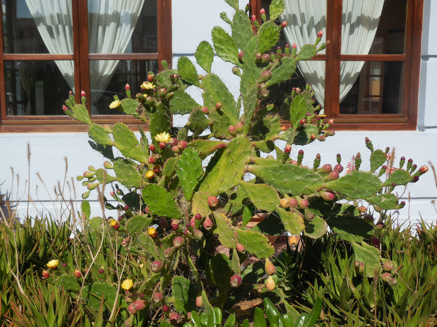 Im Garten Foto & Bild | pflanzen, pilze & flechten ...