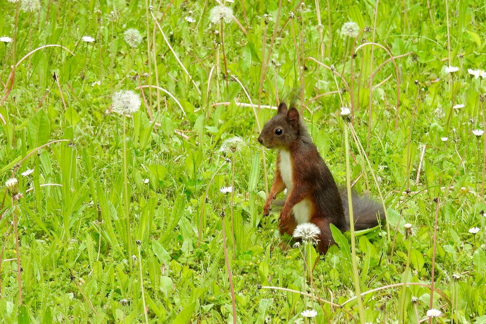 im Garten Foto & Bild eichhörnchen, mai, nager Bilder