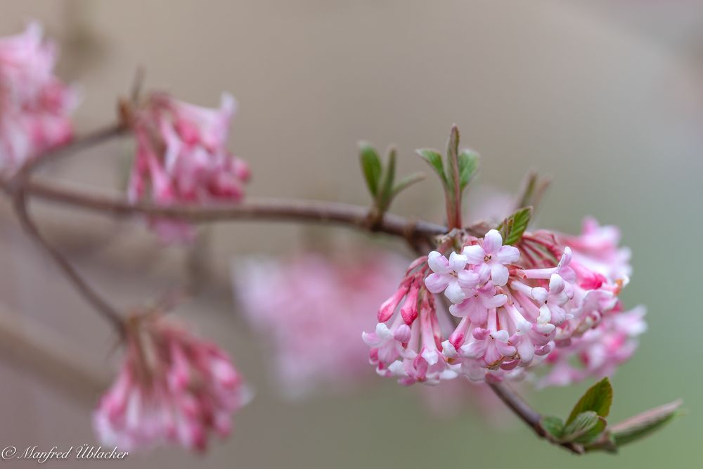 Im Garten ...