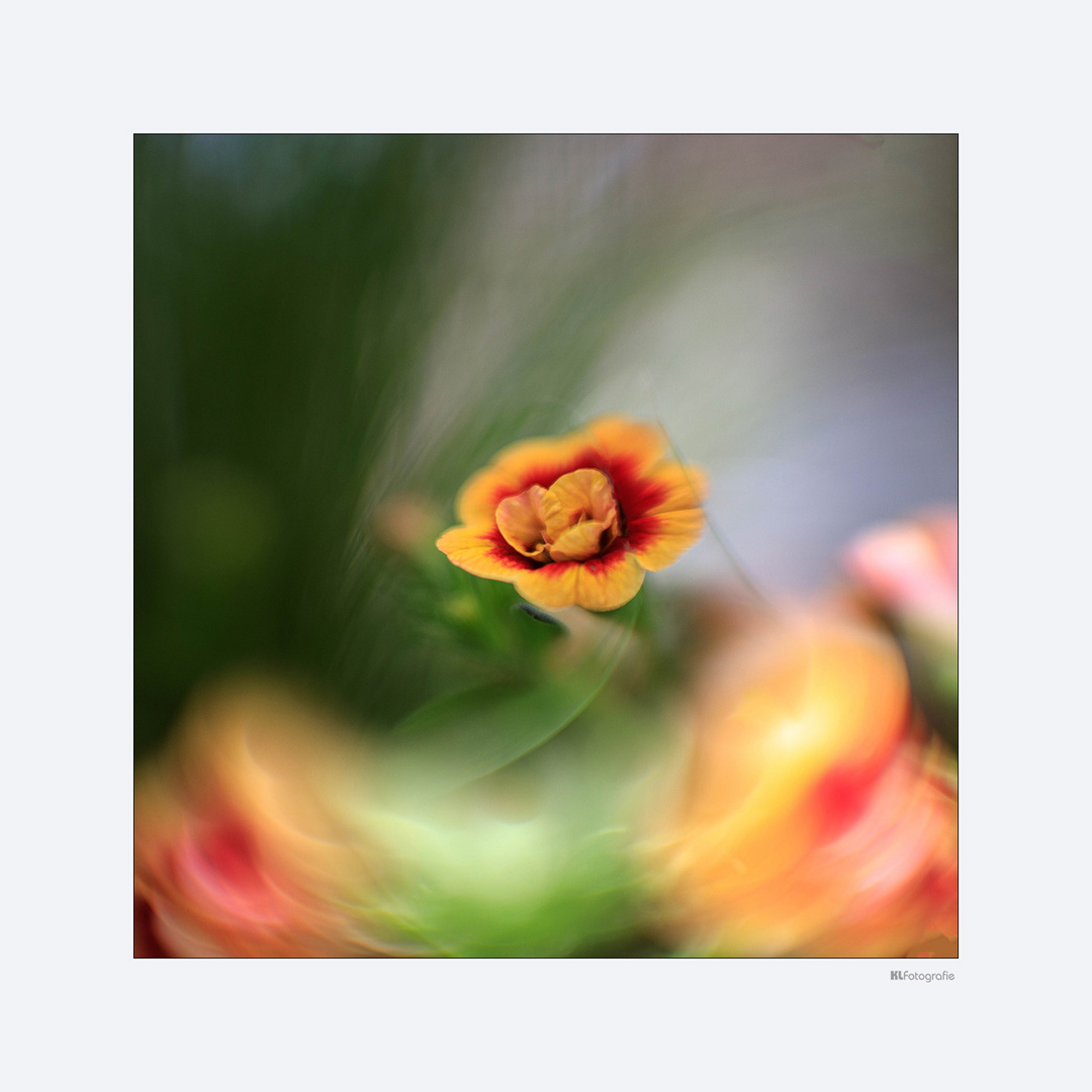 Im Garten Foto & Bild | art, spezial, natur Bilder auf fotocommunity