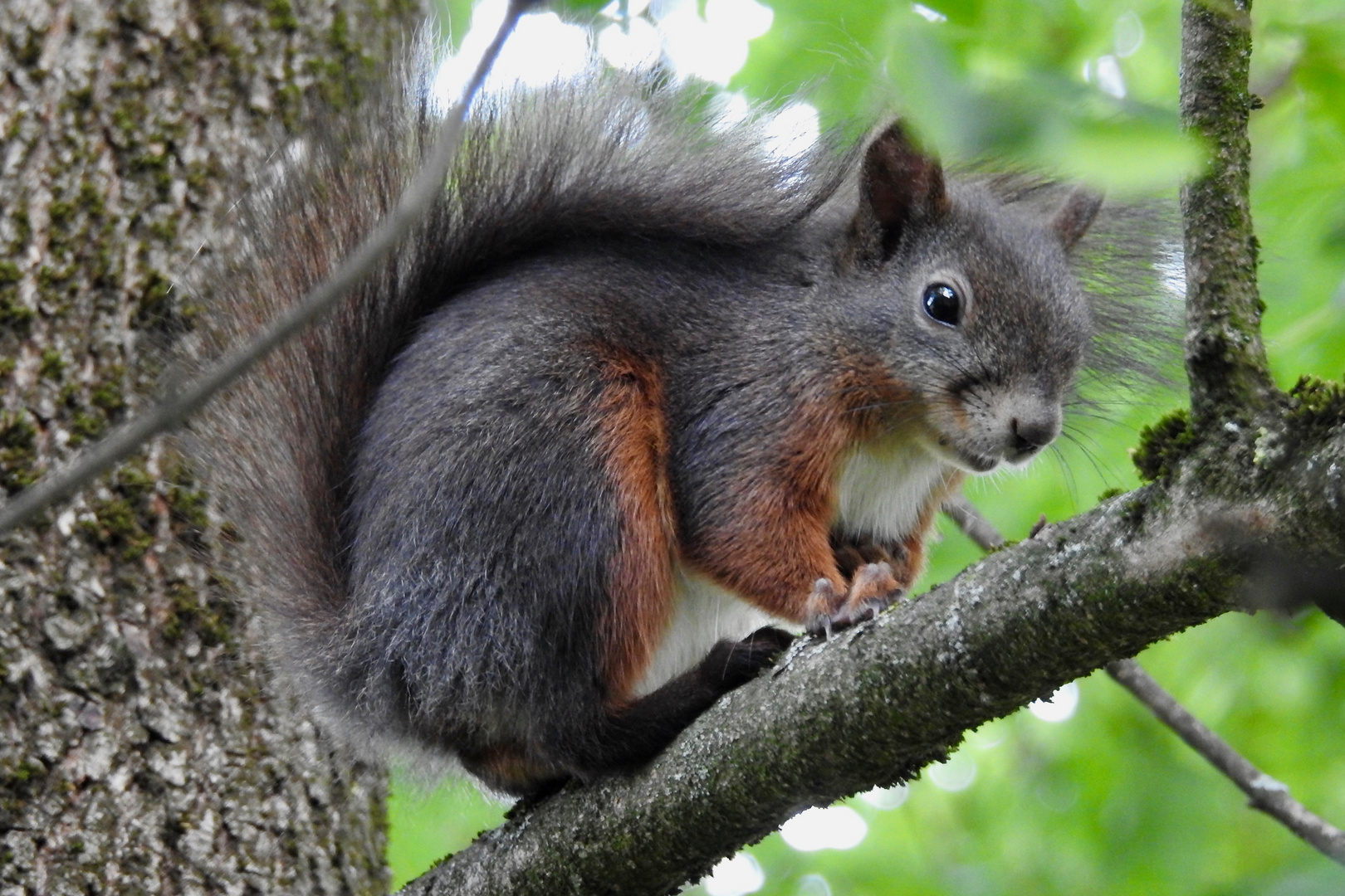 im Garten Foto & Bild tiere, wildlife, säugetiere Bilder