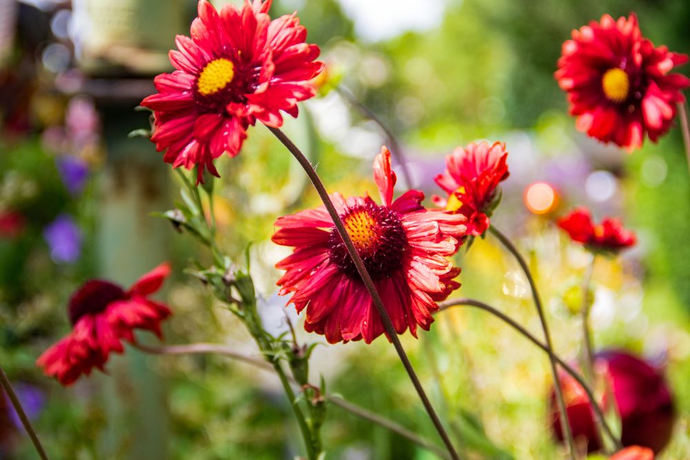 Im Garten Foto & Bild | landschaft, lebensräume, blumen Bilder auf