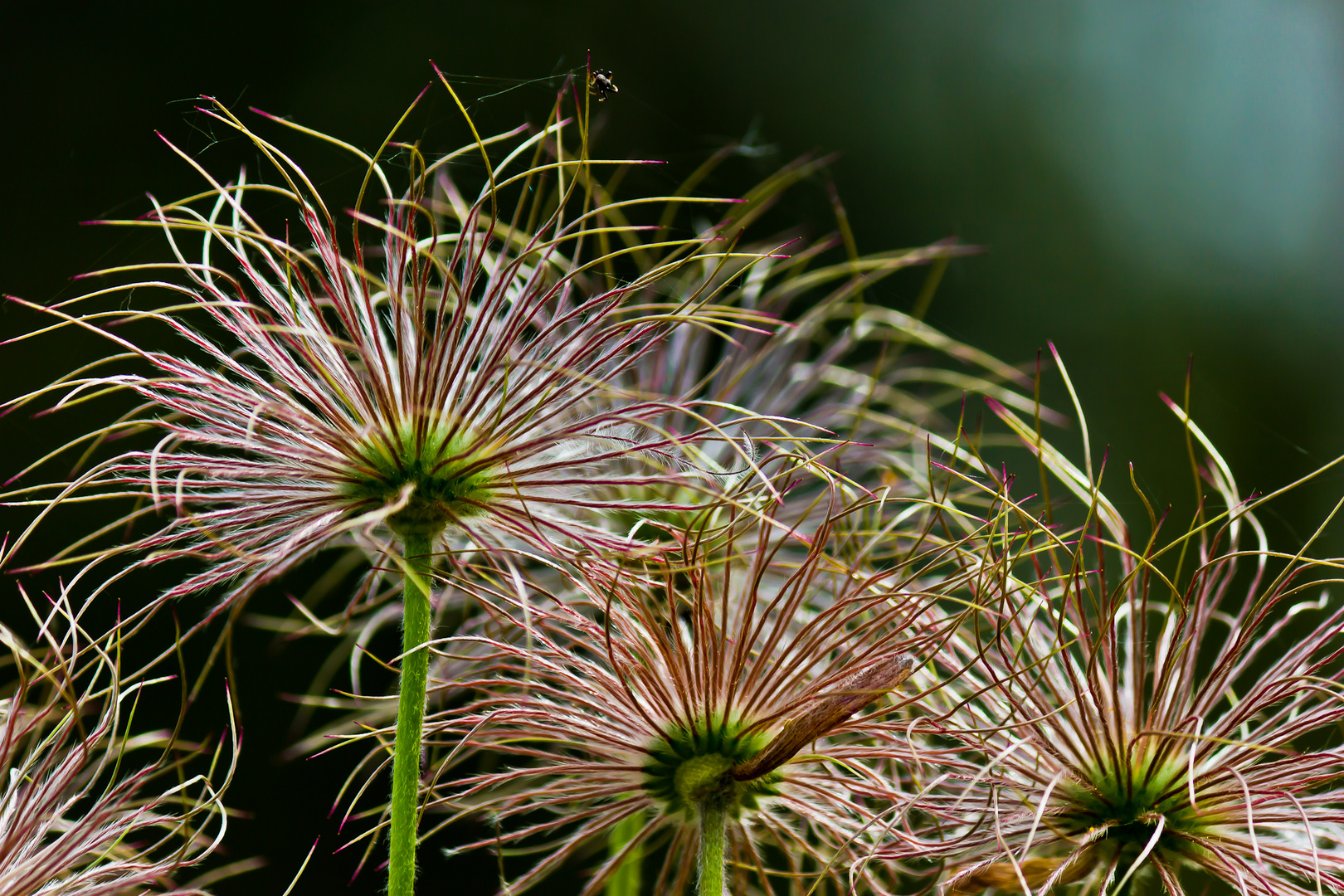 im Garten