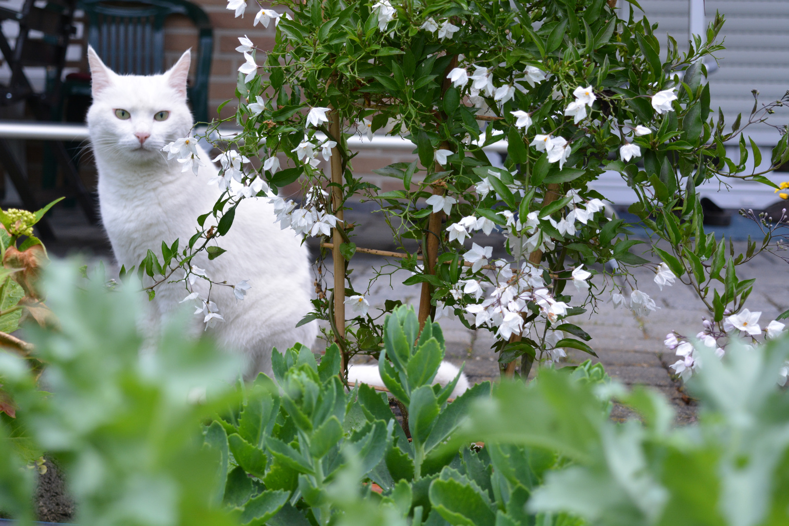 im Garten Foto &amp; Bild natur, katze, tiere Bilder auf