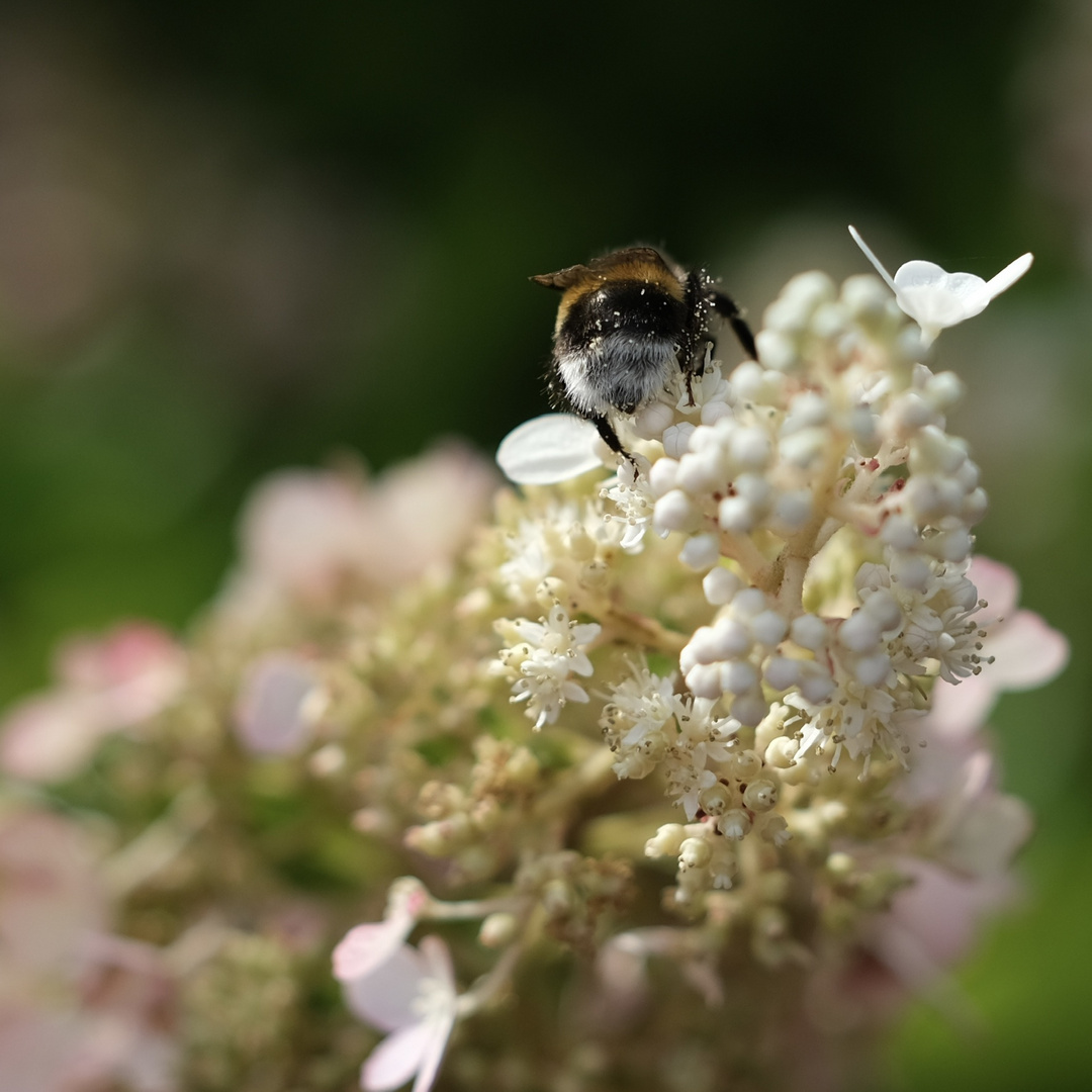 Im Garten