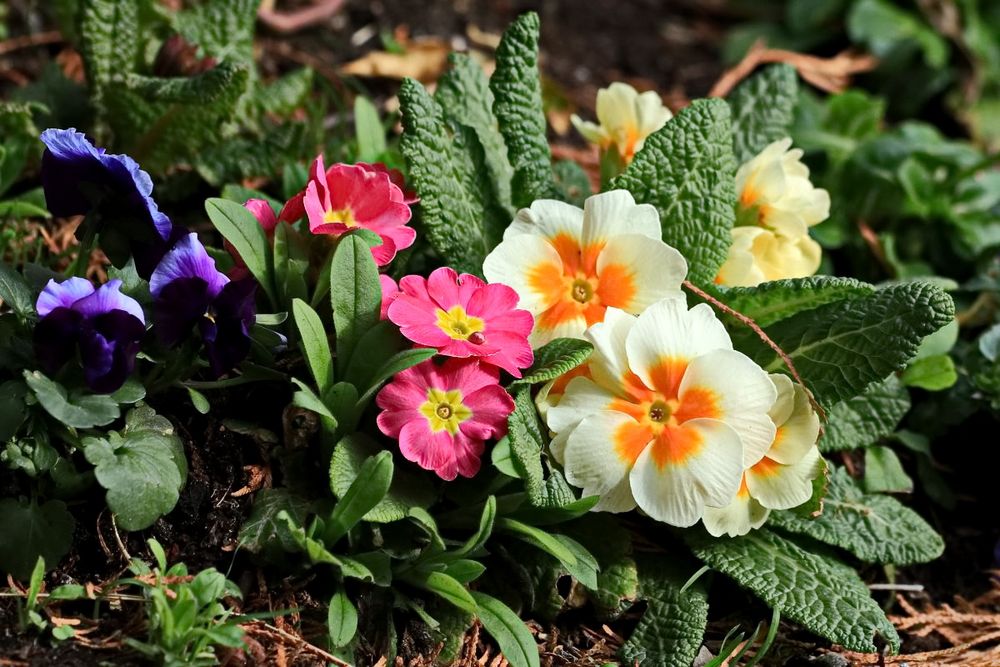Blumen und Gärten