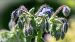 im Garten