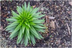 im Garten