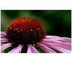 Echinacea