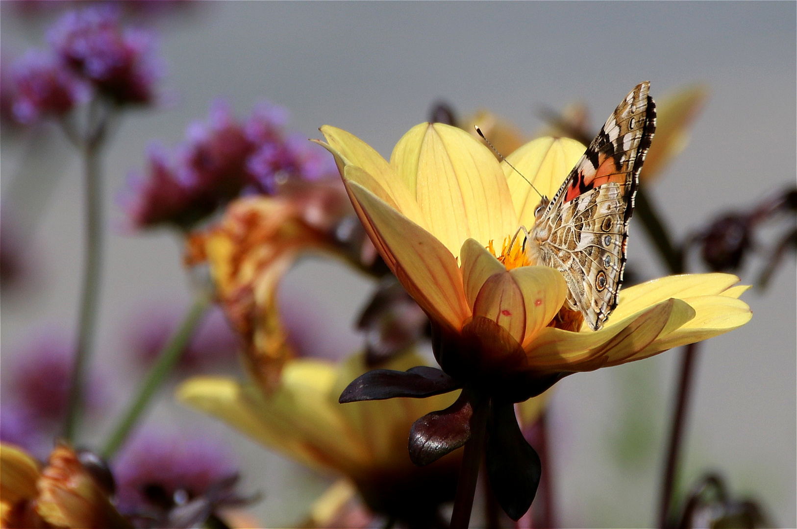 ° Im Garten °