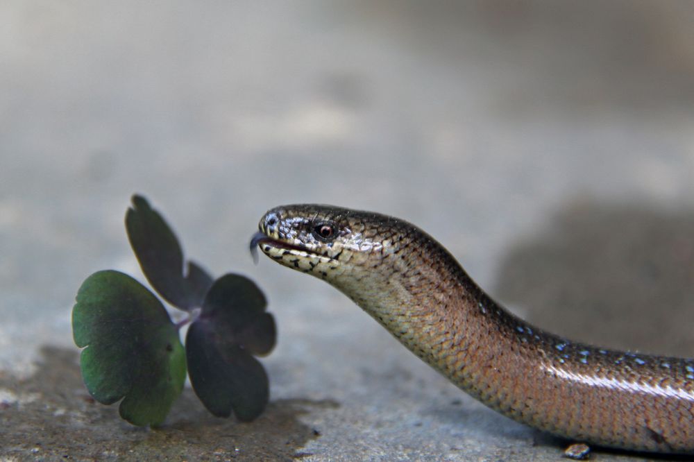 Im Garten… Foto & Bild tiere, tierisch, blindschleiche