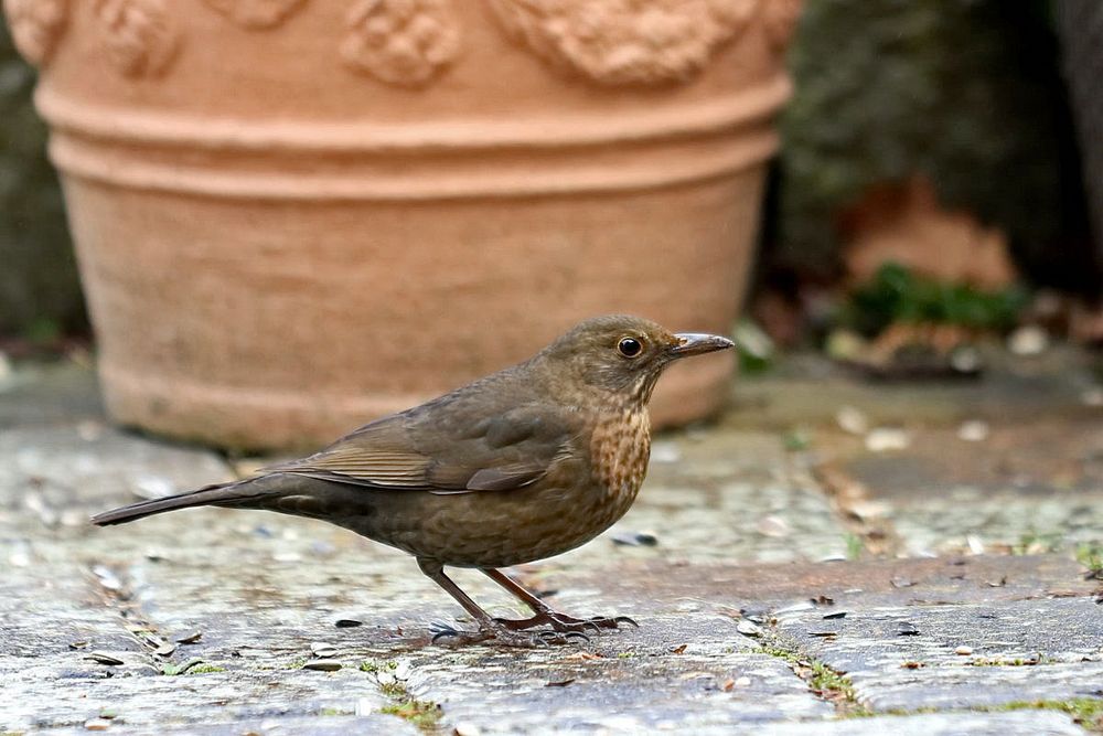 im Garten… Foto & Bild vögel, fotos, nature Bilder auf