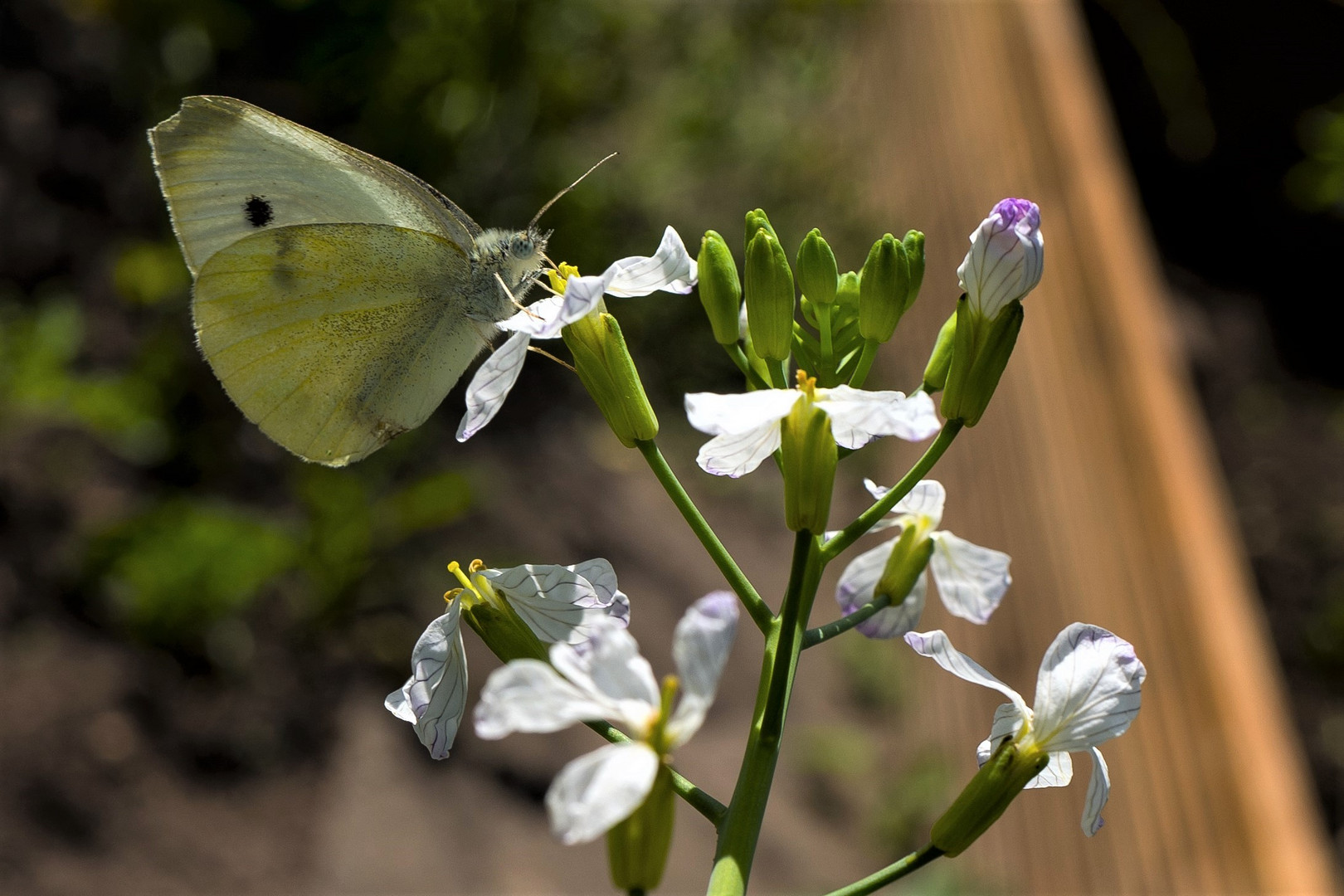 Im Garten