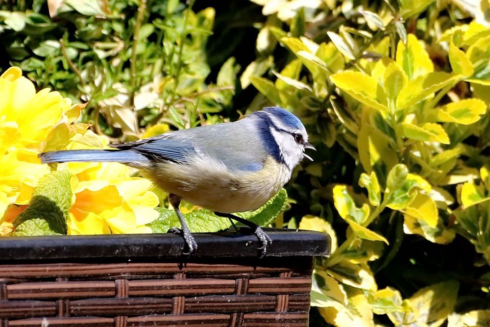 im Garten….. Foto & Bild vögel, fotos, nature Bilder