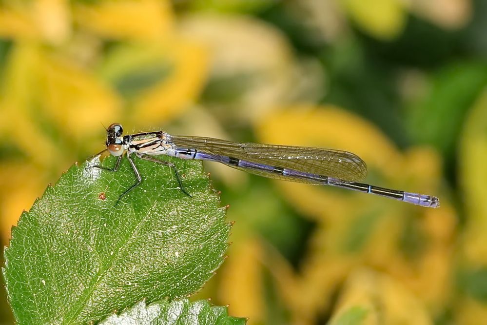 im Garten Foto & Bild libellen, fotos, sommer Bilder auf