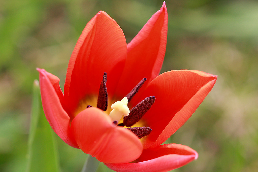 Im Garten alles so schön bunt......