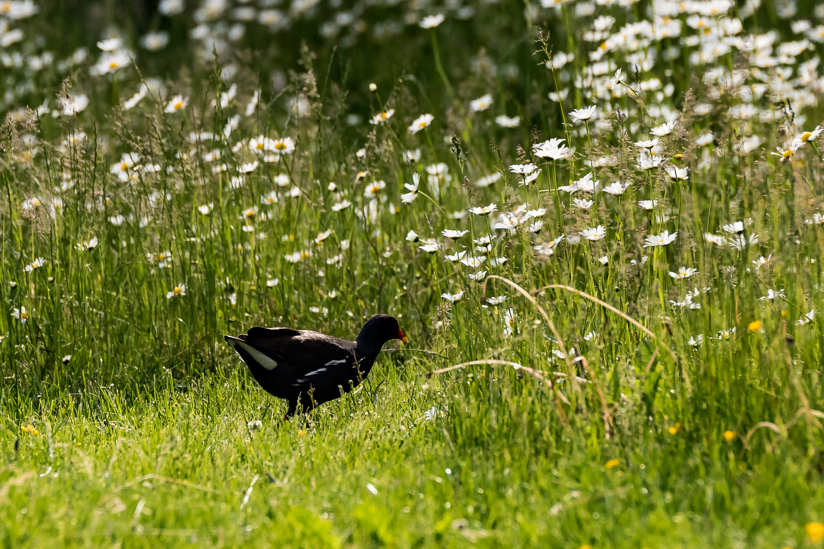 Im Garten am Abend