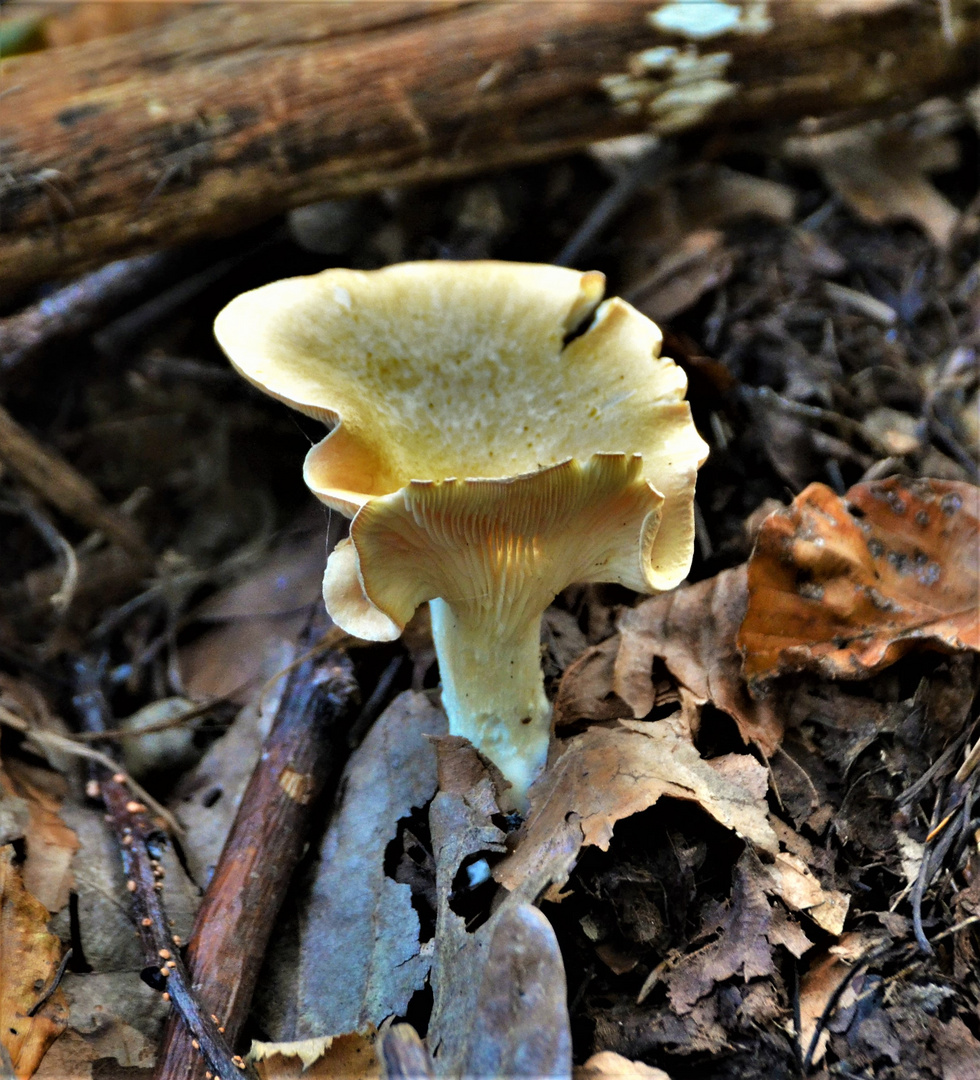 Im Garten am Altholz entdeckt..