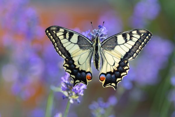 im Garten am Lavendel