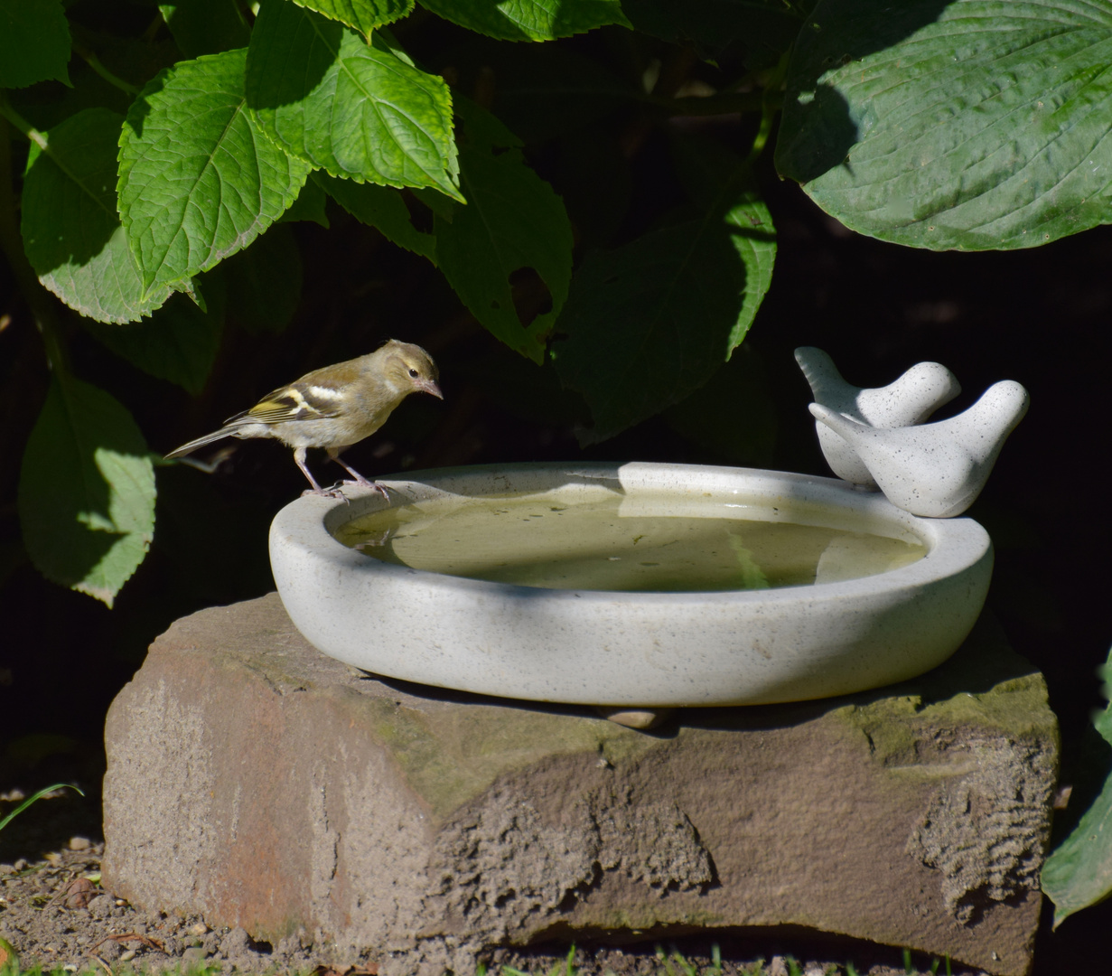 Im Garten an der Vogeltränke!