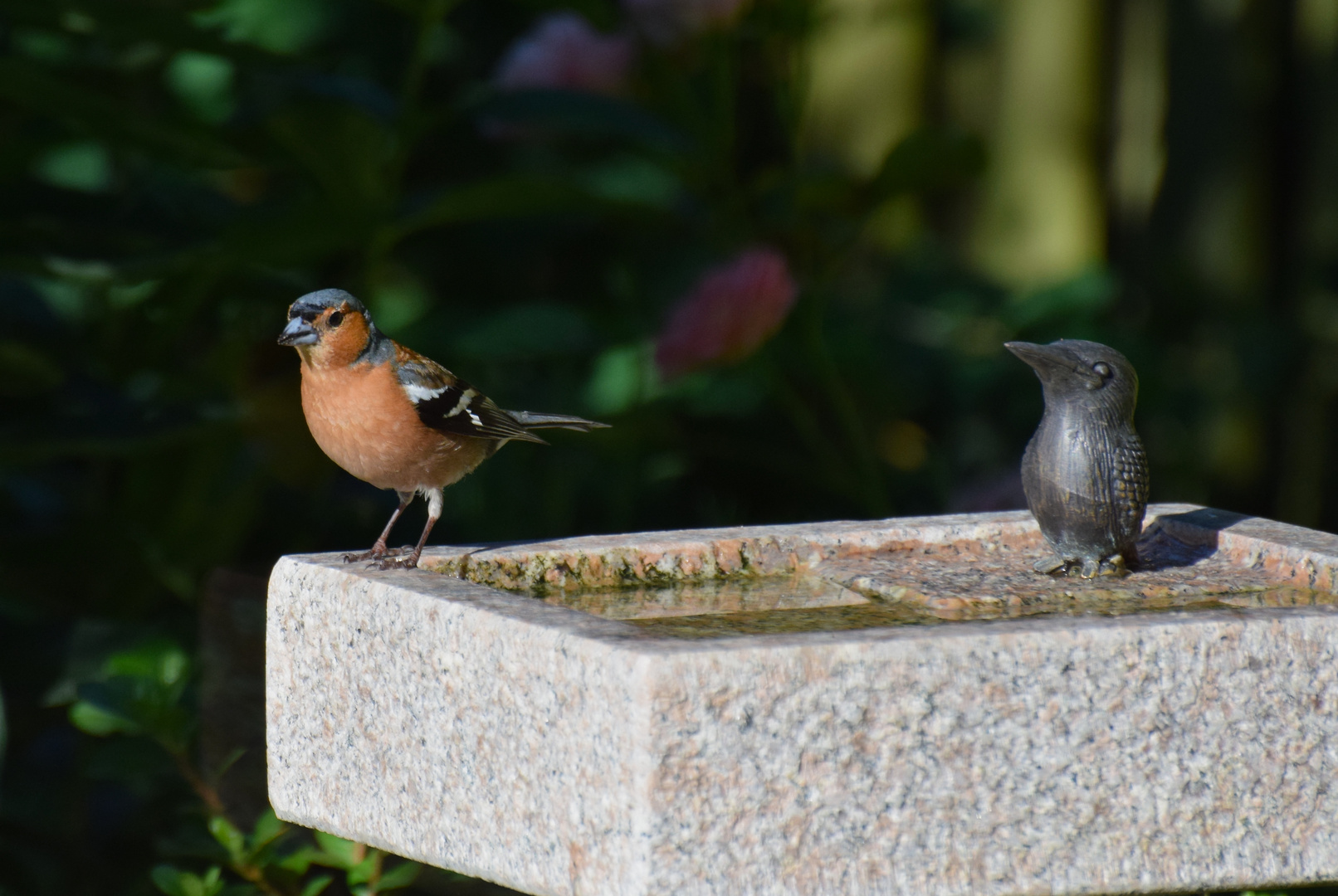 Im Garten an der Vogeltränke!