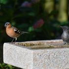 Im Garten an der Vogeltränke!