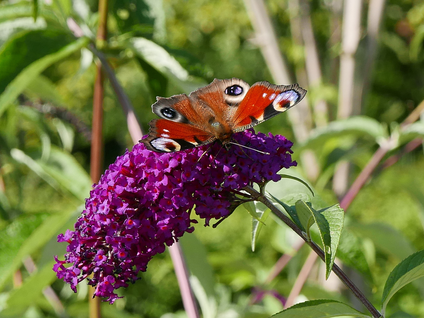  Im Garten an einem sonnigen Nachmittag fotografiert. 