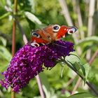  Im Garten an einem sonnigen Nachmittag fotografiert. 