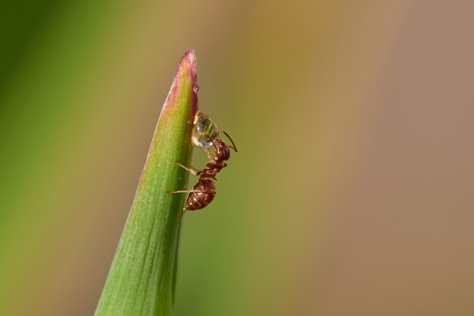 im Garten arbeiten sie wieder