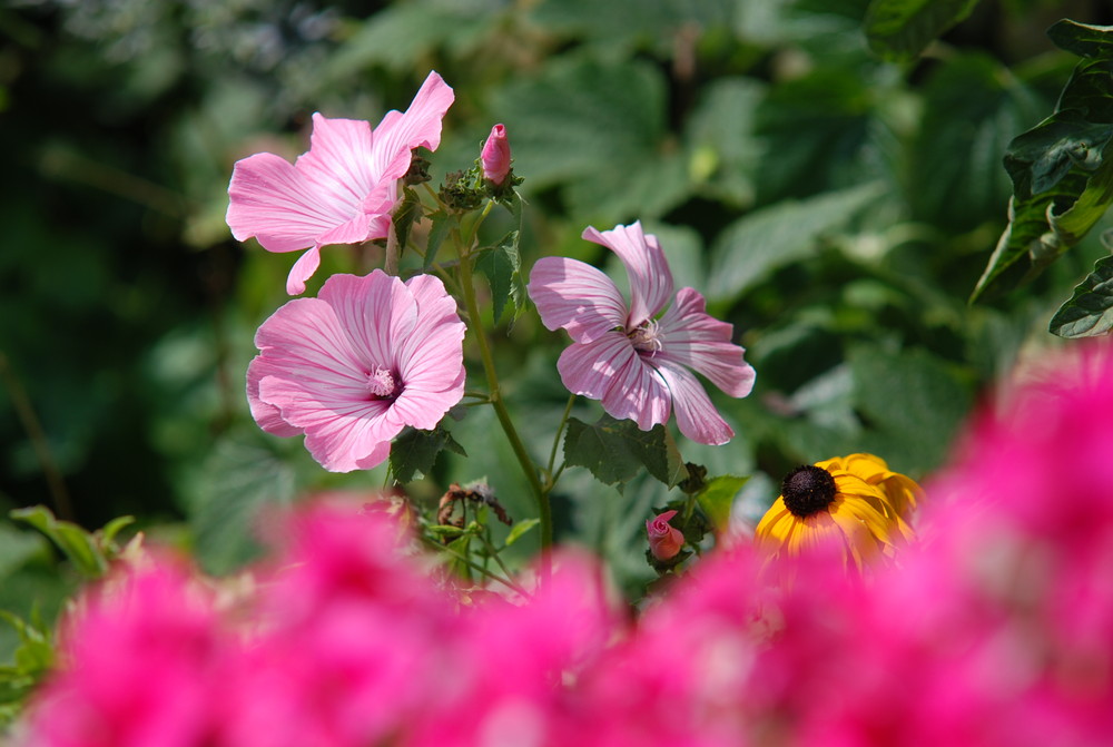 Im Garten ..auf allen vieren unterwegs ...))