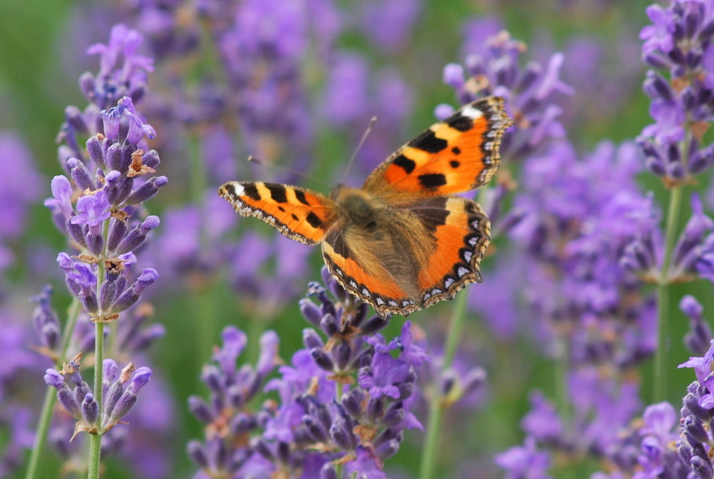 im Garten auf dem Lavendel