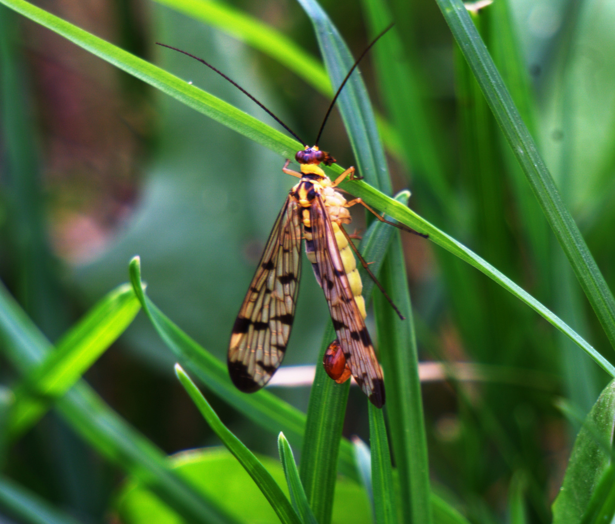 Im Garten, auf der Wiese