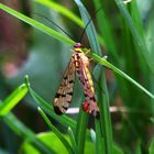 Im Garten, auf der Wiese