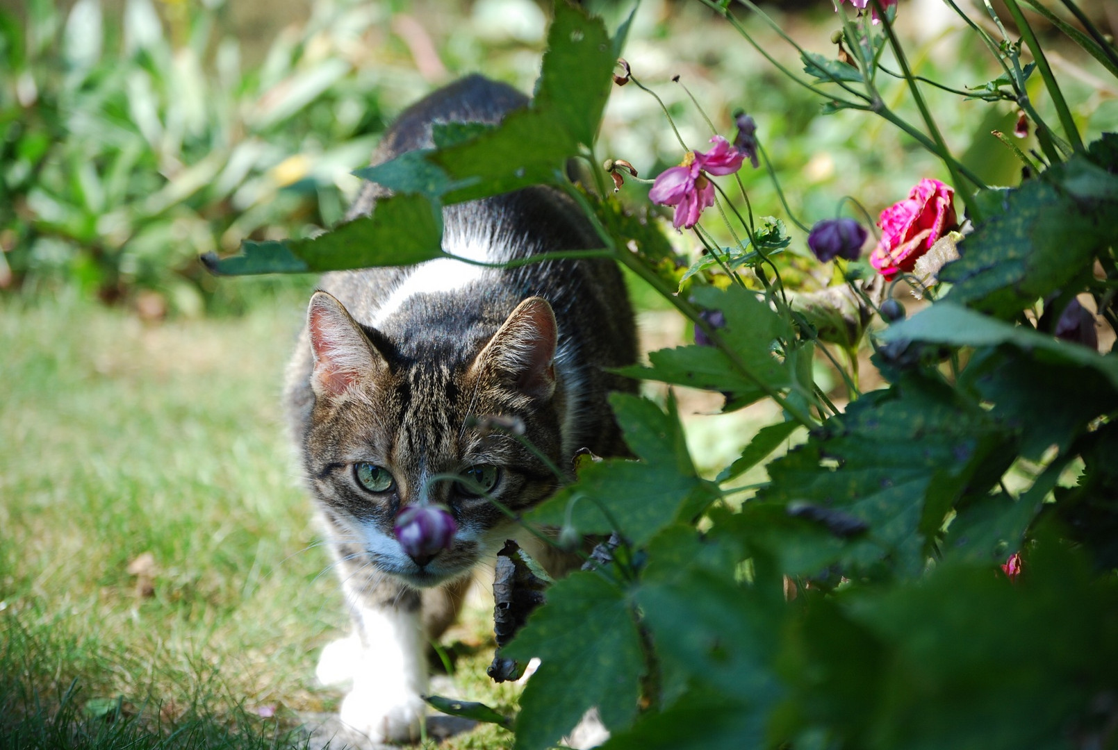 Im Garten Foto & Bild tiere, haustiere, katzen Bilder
