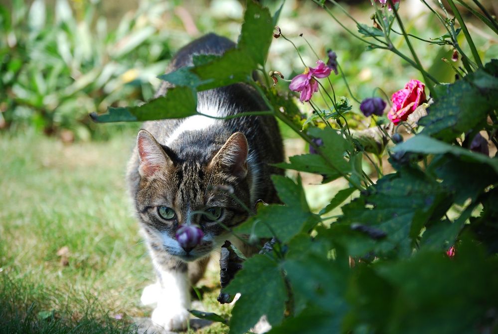 Im Garten Foto & Bild tiere, haustiere, katzen Bilder auf