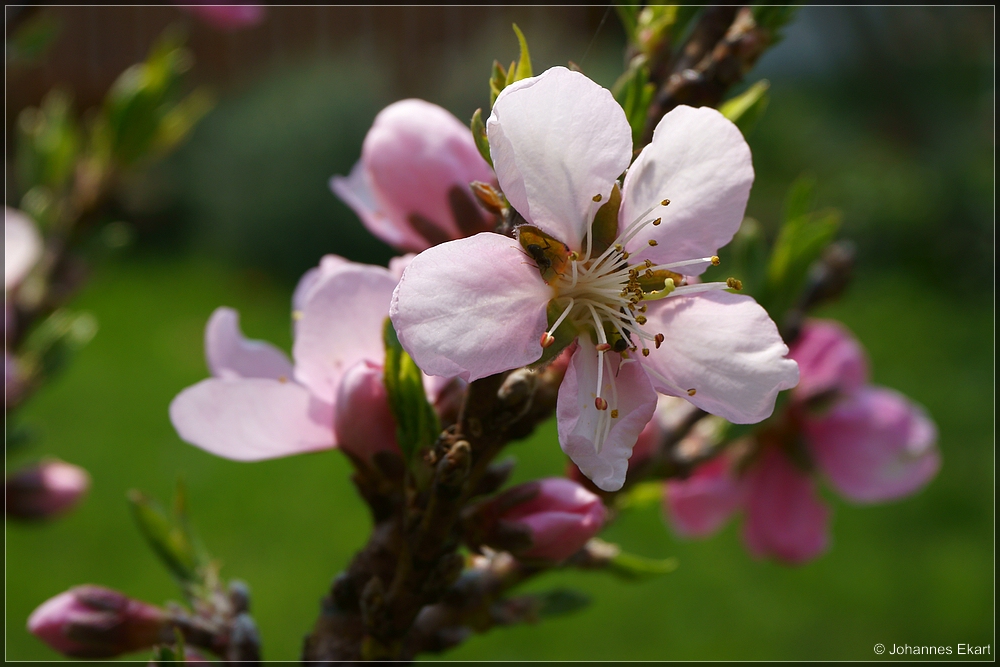 im Garten