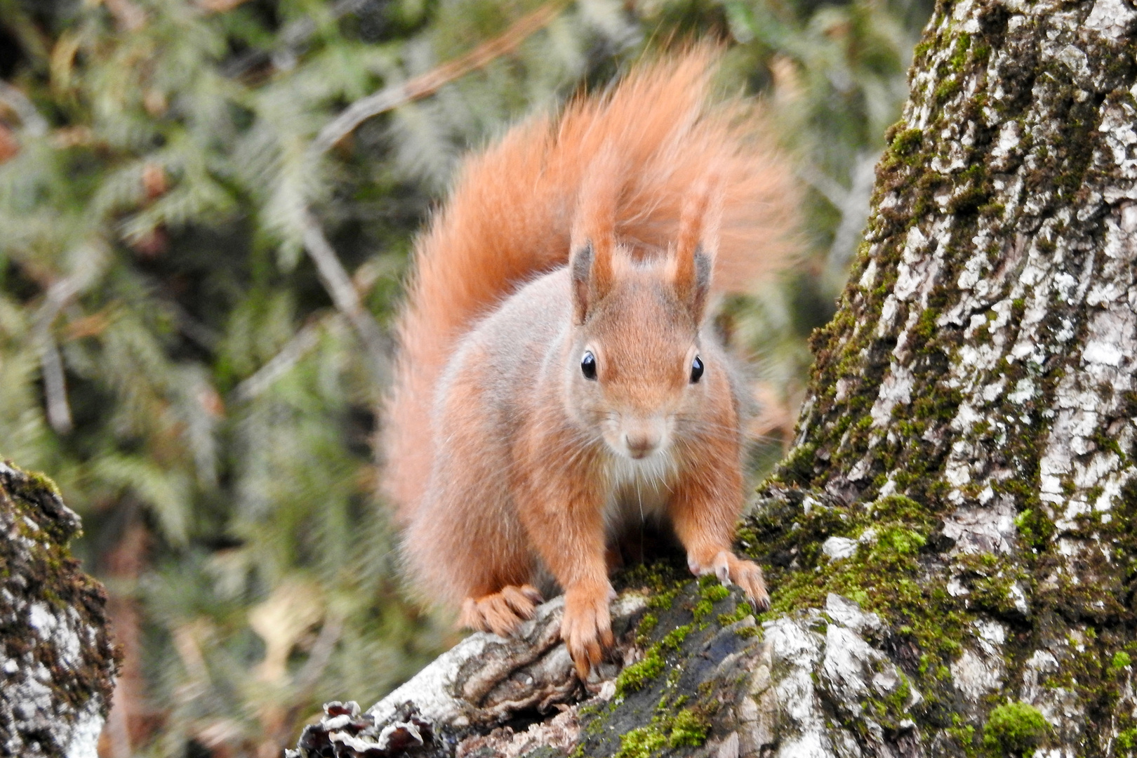 im Garten Foto & Bild tiere, wildlife, säugetiere Bilder auf