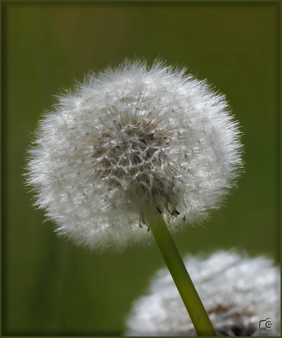 Im Garten bei Sonnenlicht