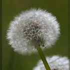 Im Garten bei Sonnenlicht