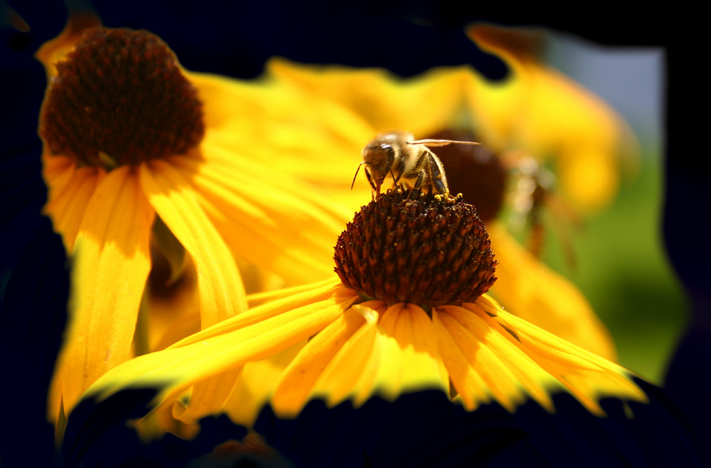 im Garten beobachtet