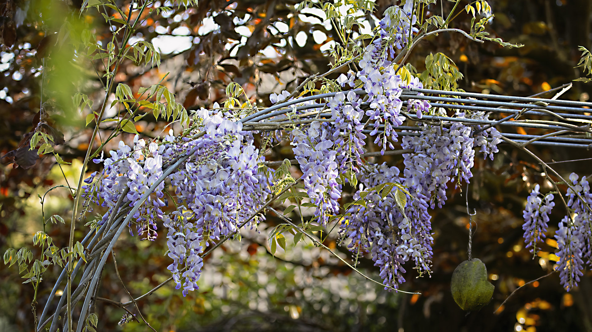 Im Garten Blauregen