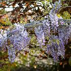 Im Garten Blauregen