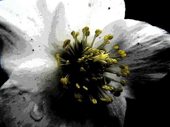 Im Garten blühende Christrose in Moll